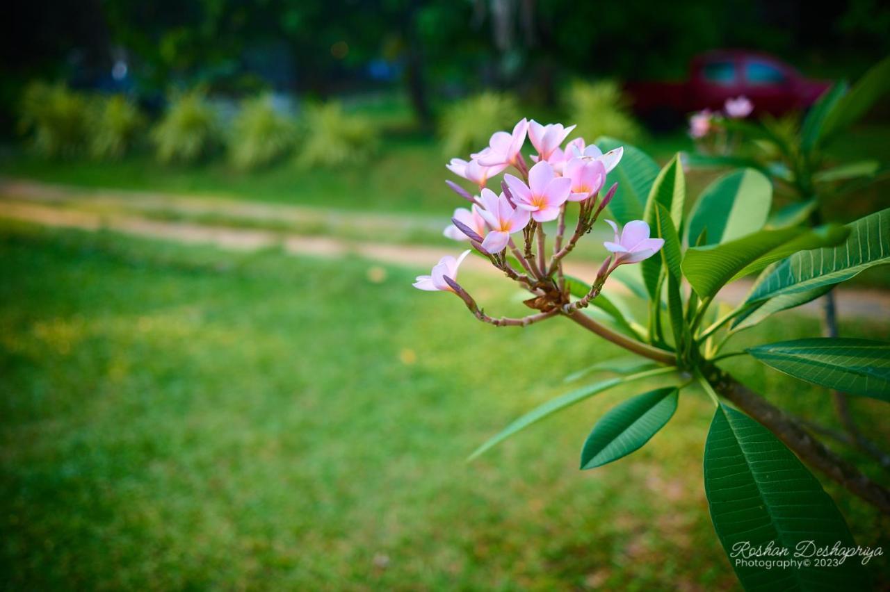 Kakulanda Resort Kurunegala Extérieur photo