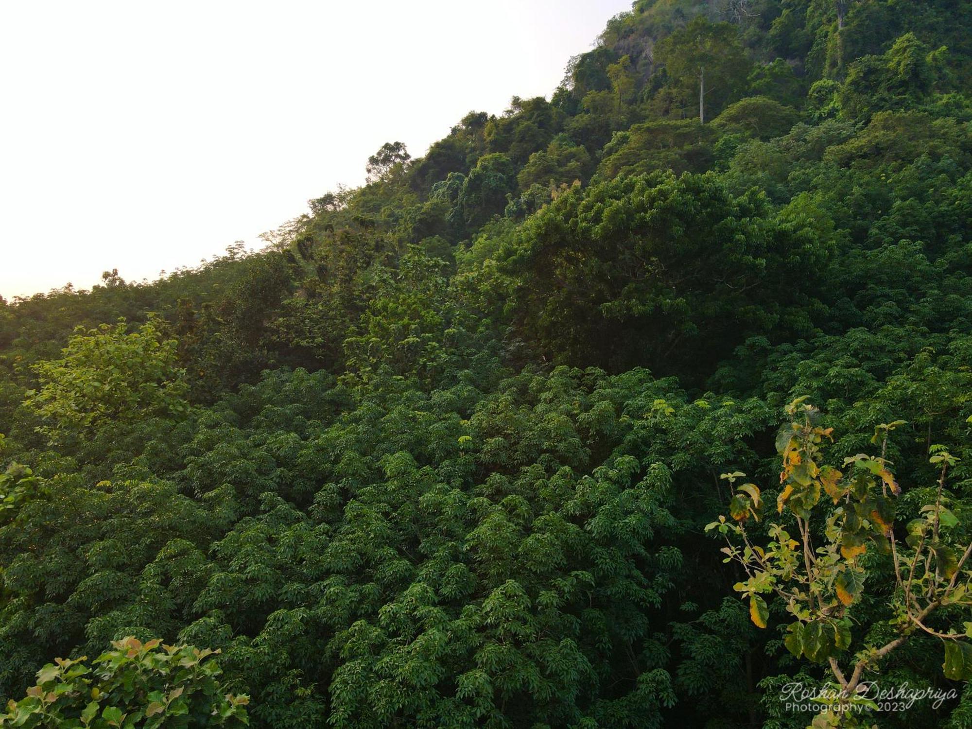 Kakulanda Resort Kurunegala Extérieur photo